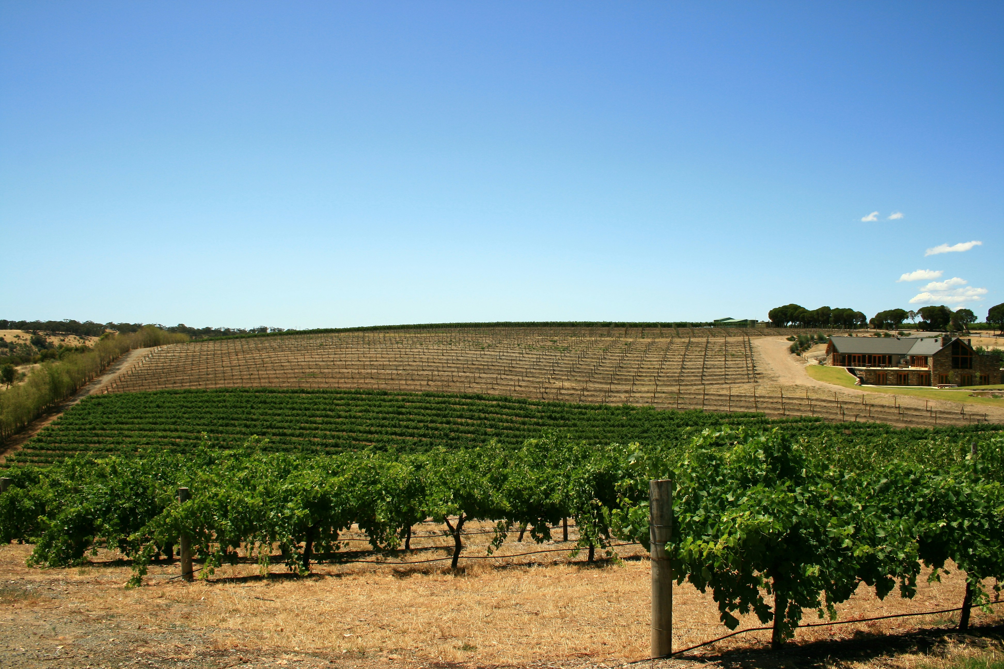 Barossa Valley vineyards in South Australia